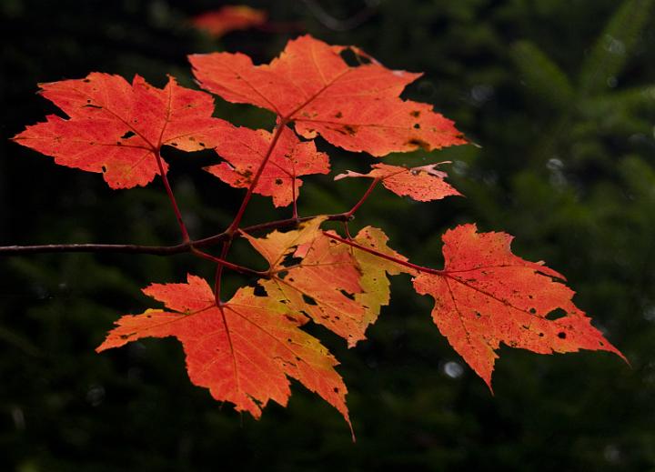 03 Maple Leaves 6215.jpg